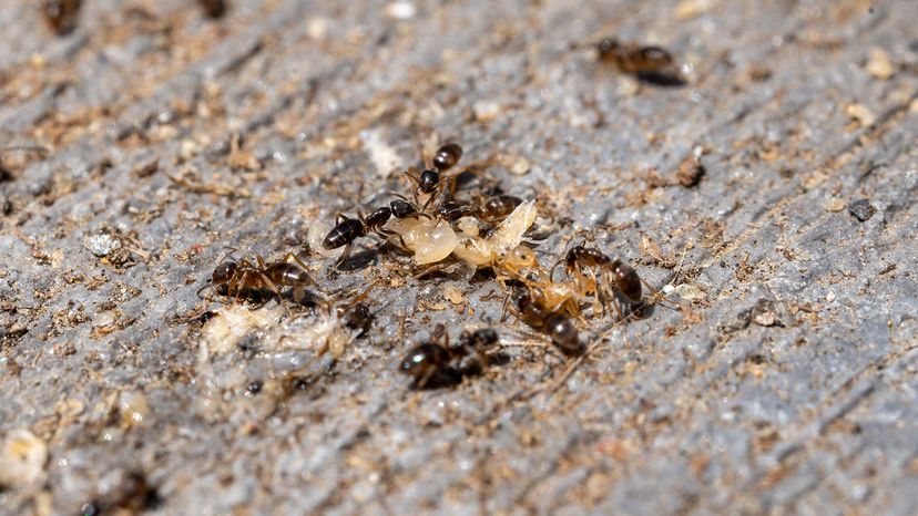 Odorous house ants