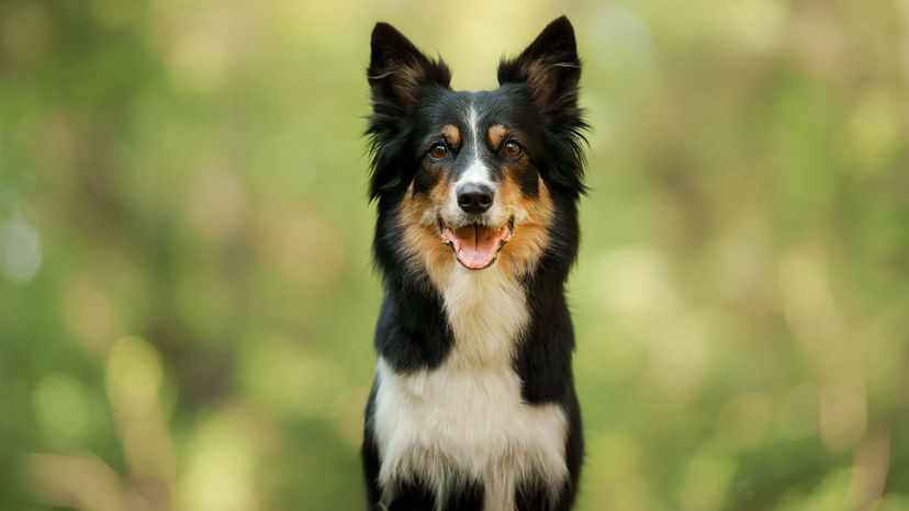 Border Collie