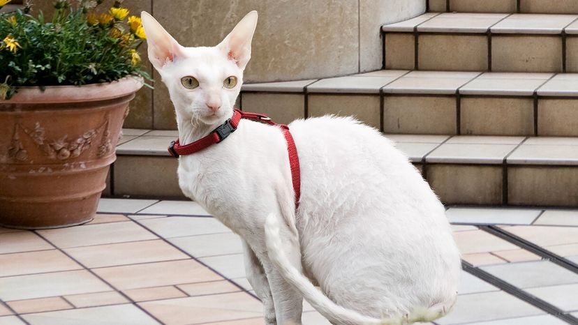 Cornish Rex cat