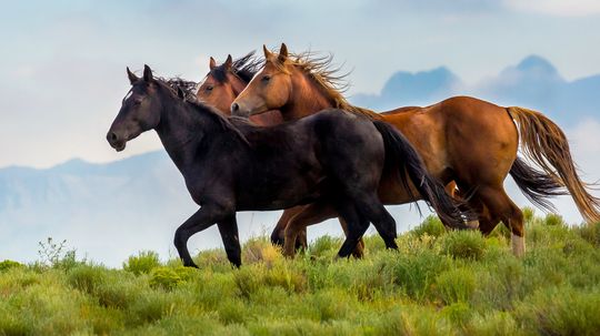 Where Do Horses Originate From? Not Europe, Not Asia