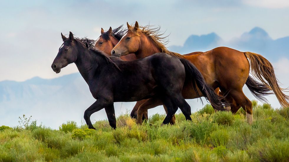 Where Do Horses Originate From? Not Europe, Not Asia