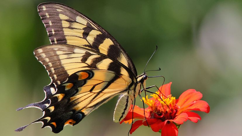 Eastern tiger swallowtail butterfly