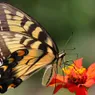 A Very Special Yellow Butterfly: The Eastern Tiger Swallowtail