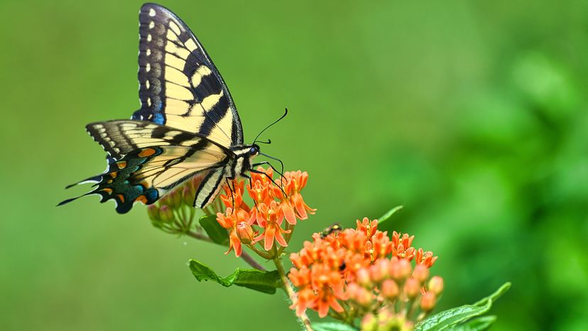 Eastern tiger swallowtail