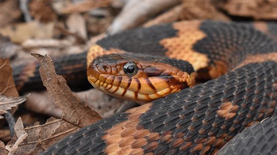 The Banded Water Snake Is an Opportunistic Hunter