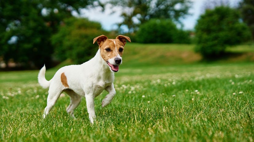 Jack Russell terrier