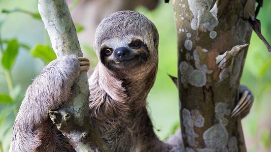 What Is a Group of Sloths Called? It's About as Cuddly As They Are
