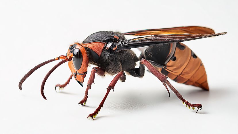 Asian giant hornet