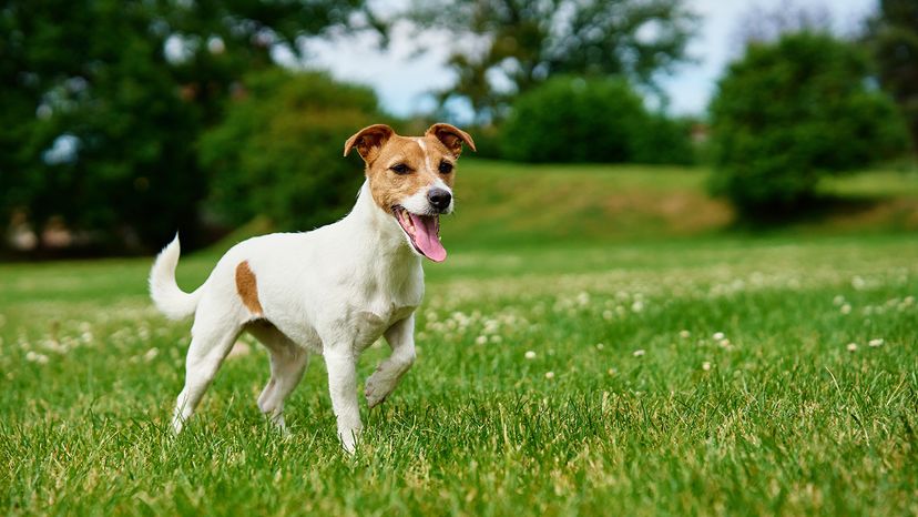Jack Russell Terrier