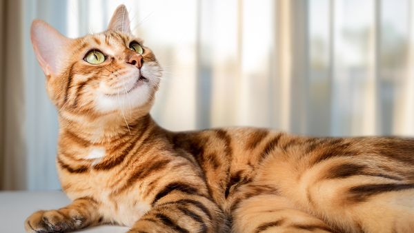 35 Female Cat Names for the Tigress of Your Household