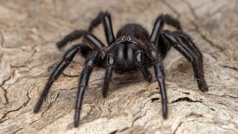 spider