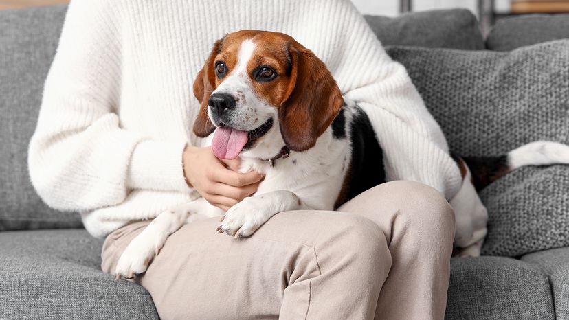 Beagle