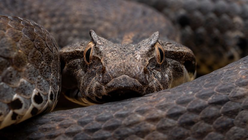 Common death adder