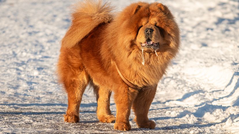 Chow Chow
