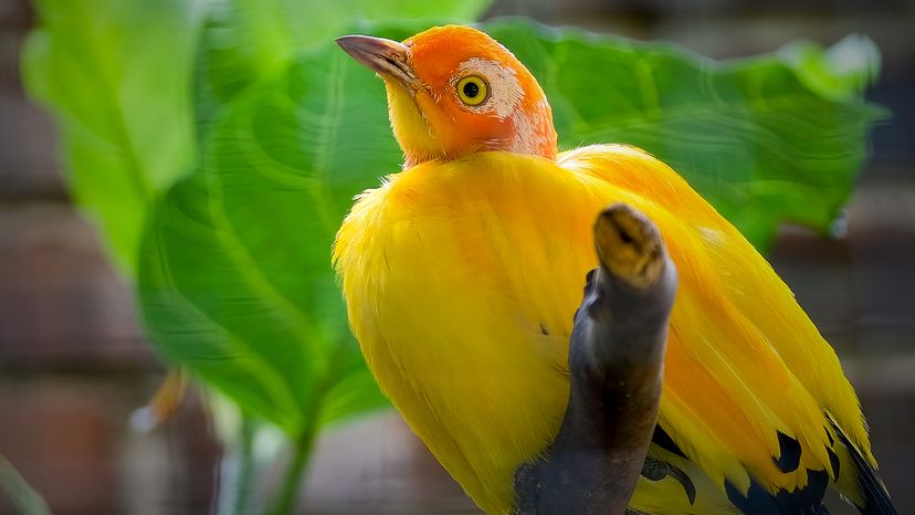 Flame bowerbird