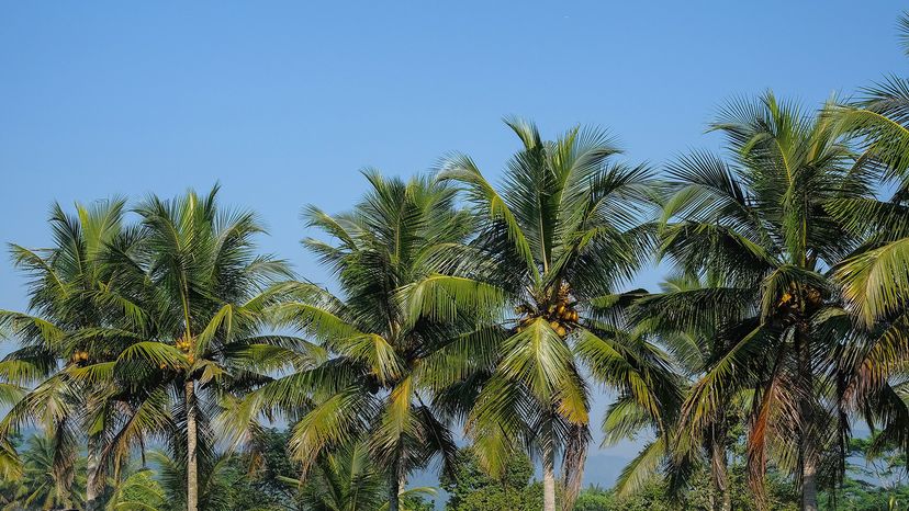 Coconut trees