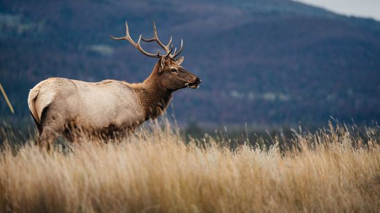 Caribou vs. Elk: Comparing Completely Different Deer Species