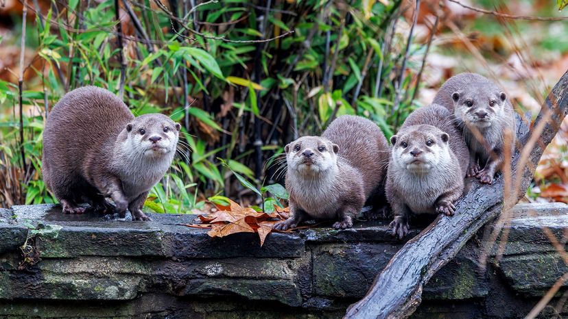 otters