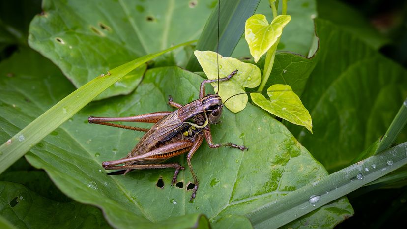 Roesel's bush-cricket