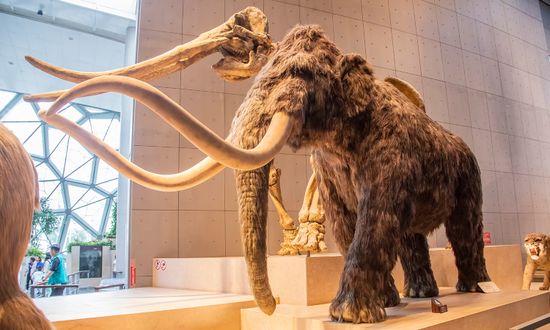 Is a Woolly Mammoth Clone Even Possible?