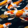 Koi Fish Are 'Living Jewels' of the Water Garden
