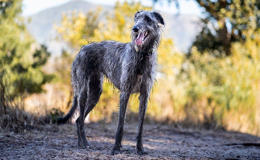 Scottish deerhound