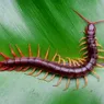 Centipede vs. Millipede: Differentiating Between Many-legged Insects