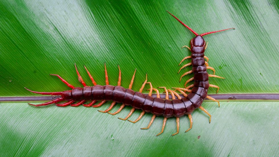 Centipede vs. Millipede: Differentiating Between Many-legged Insects