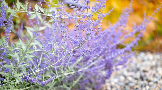 Russian Sage vs. Lavender: Are You Looking for Color or Aroma?
