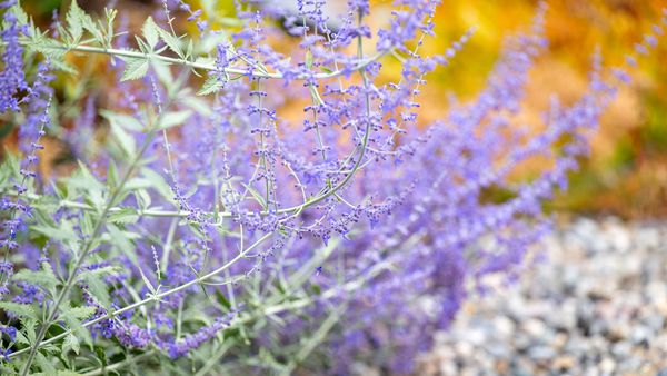 Russian Sage vs. Lavender: Are You Looking for Color or Aroma?