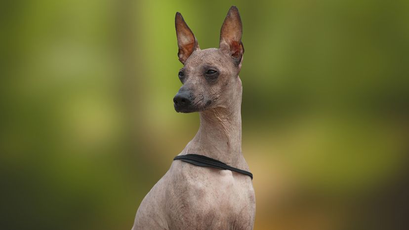 Peruvian Hairless Dog