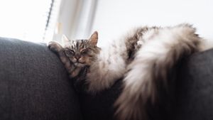 sleeping gray cat