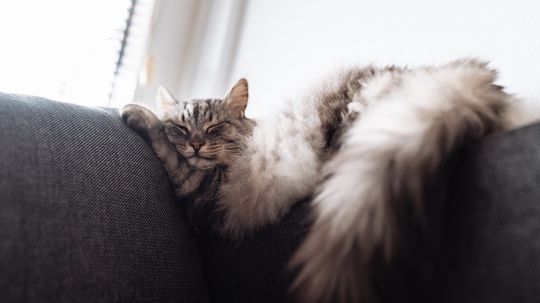 Why Does My Cat Twitch in Her Sleep? Is She Dreaming?