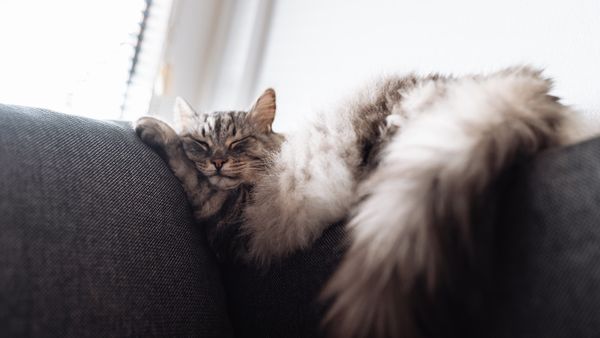 Why Does My Cat Twitch in Her Sleep? Is She Dreaming?