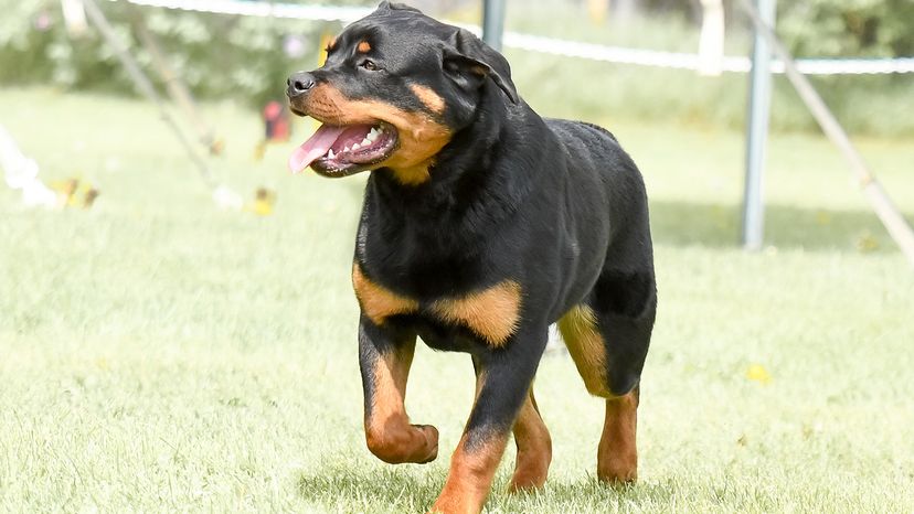 Rottweiler