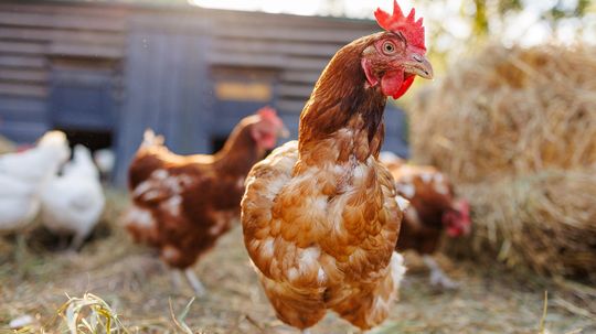 Chicken vs. Hen Confusion Is Common but the Difference Matters