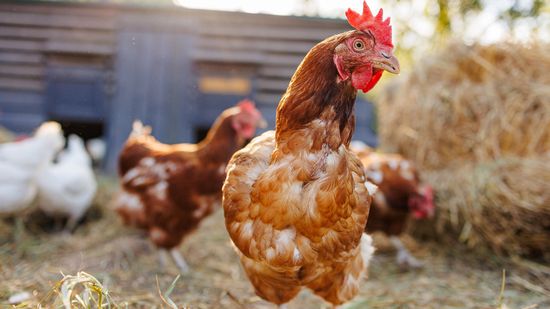 Chicken vs. Hen Confusion Is Common but the Difference Matters