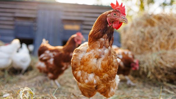 Chicken vs. Hen Confusion Is Common but the Difference Matters