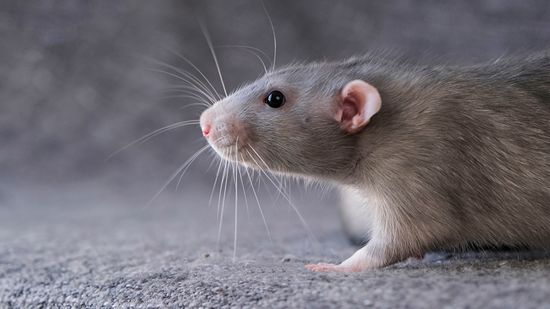 Rat Poop vs. Mouse Poop: Important Differences for Pest Control