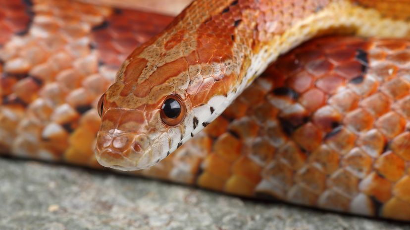 Corn snake