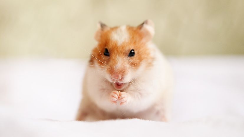 hamster