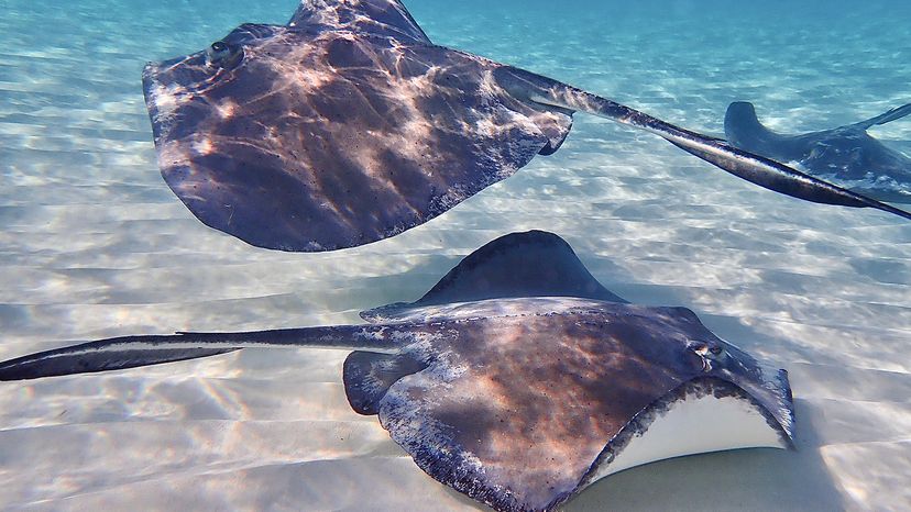 Stingrays