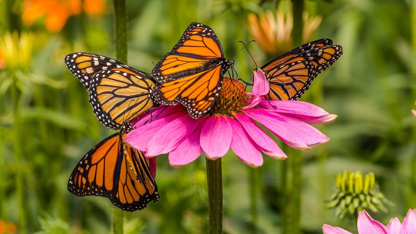 Monarch butterflies