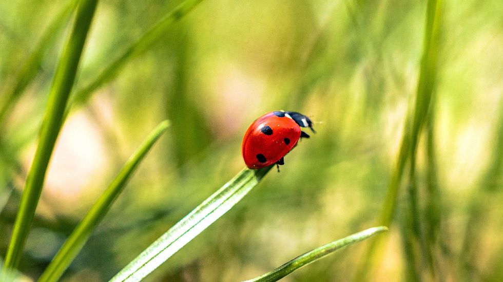 Asian Lady Beetle vs. Ladybug: Yes, There's a Difference