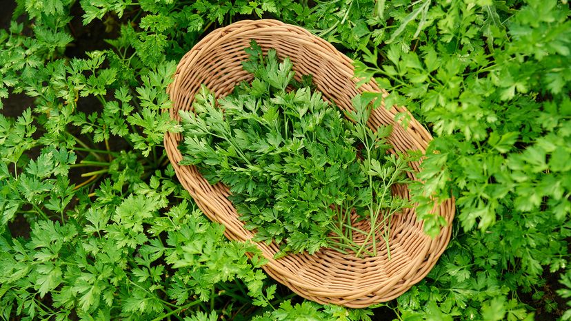 Fresh parsley