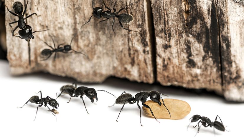 Carpenter ants
