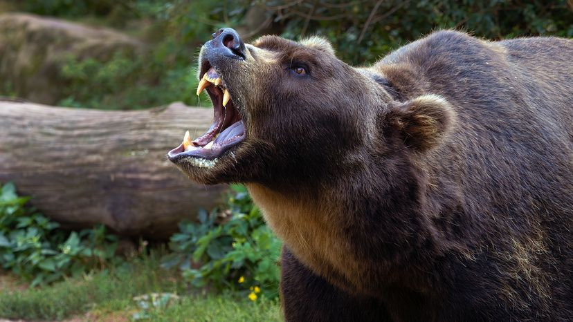 Far Eastern brown bear