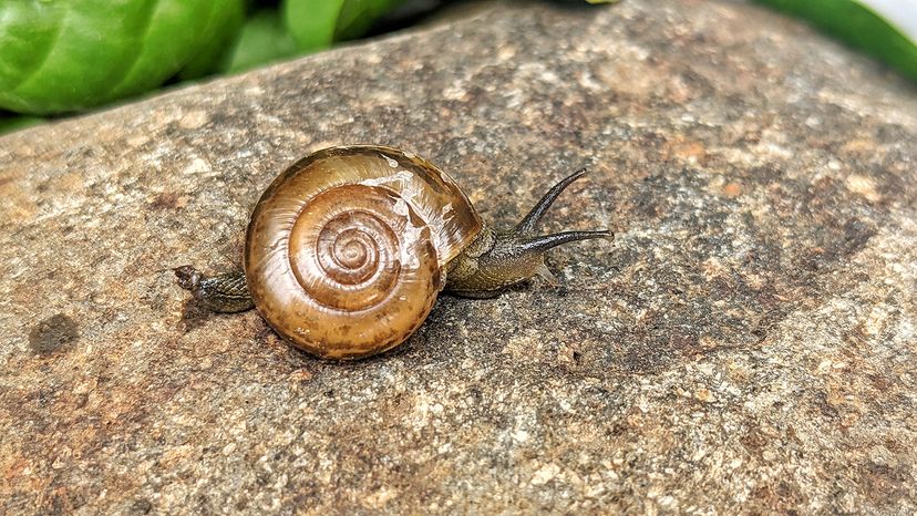 Japanese land snail