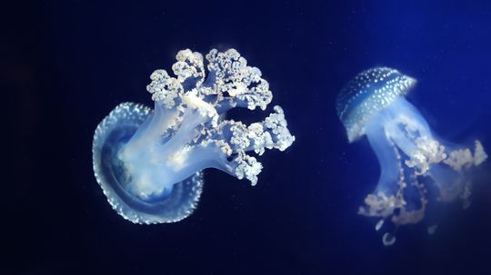 White Spotted Jellyfish: Cute Until They Become Invasive