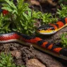 Coral Snake: Brightly Banded and Highly Venomous